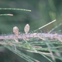 Casuarina equisetifolia L.